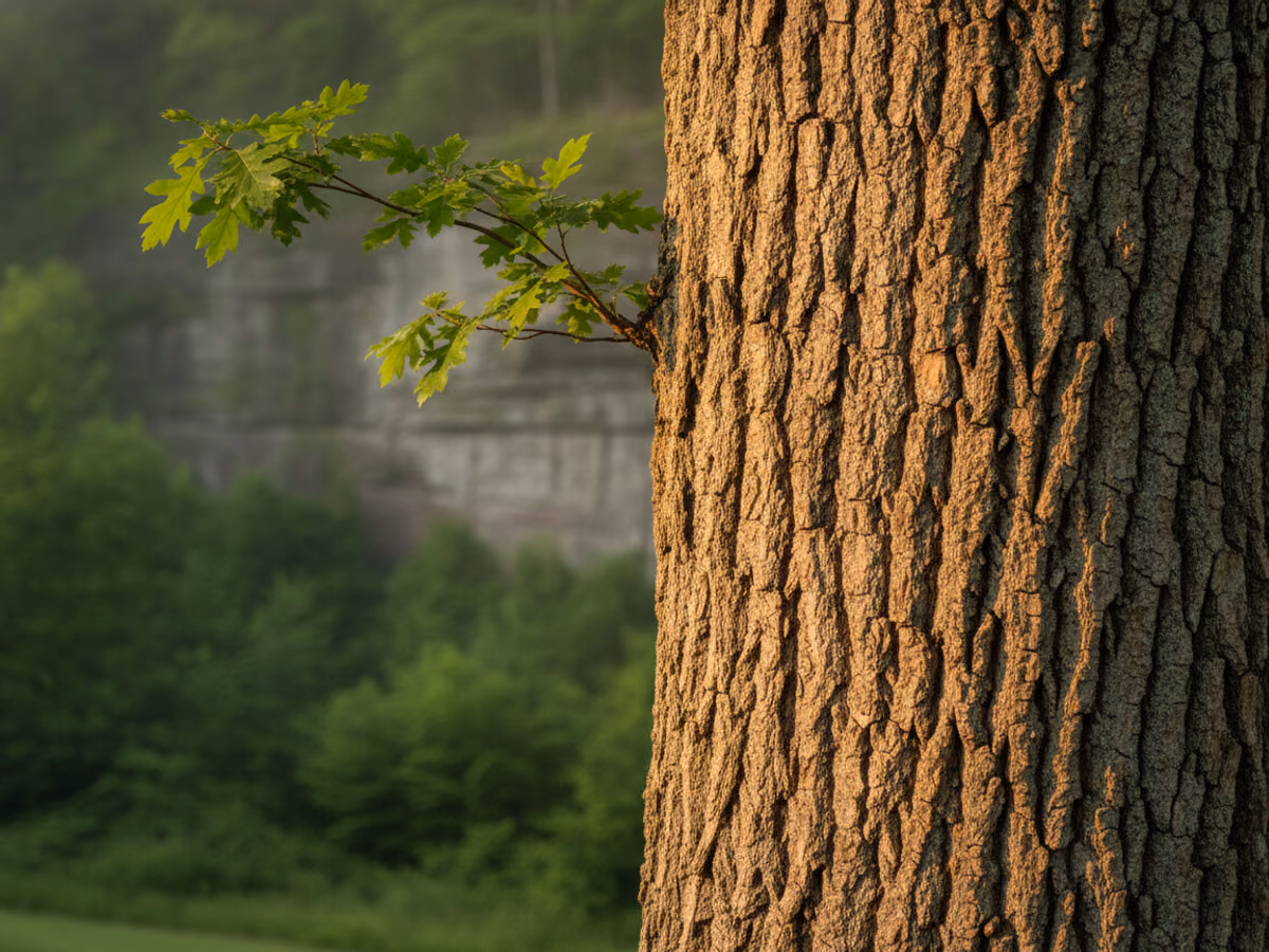 Close detail of oak bark ridges and a healthy leaf spray