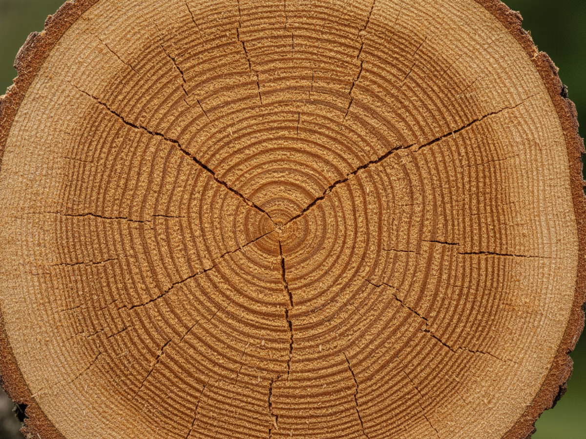 Growth rings on a fresh-cut oak round in sharp detail
